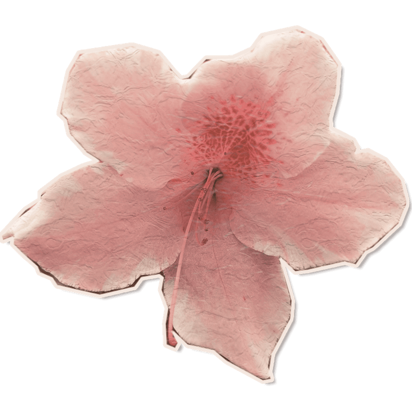 a pressed pink flower